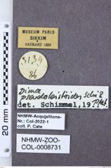 Etiketten zu Dima pseudoleistoides (NHMW-ZOO-COL-0008731)